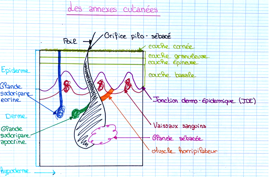 schema
