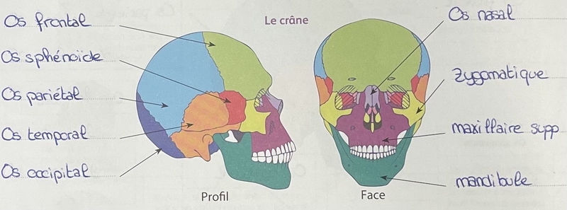 schema