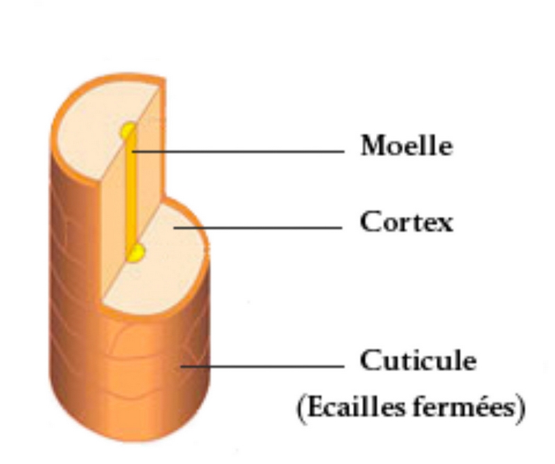 schema