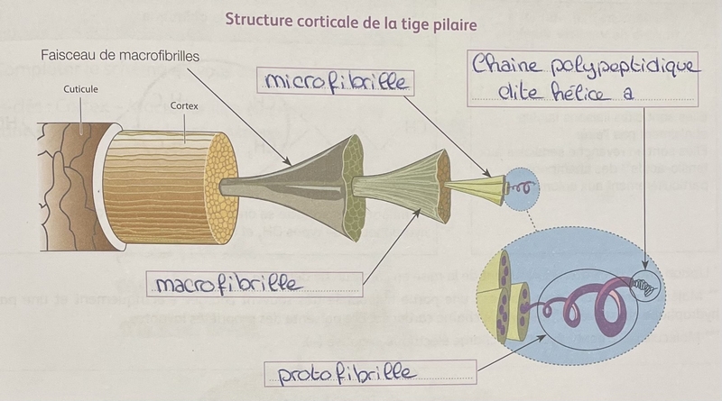 schema