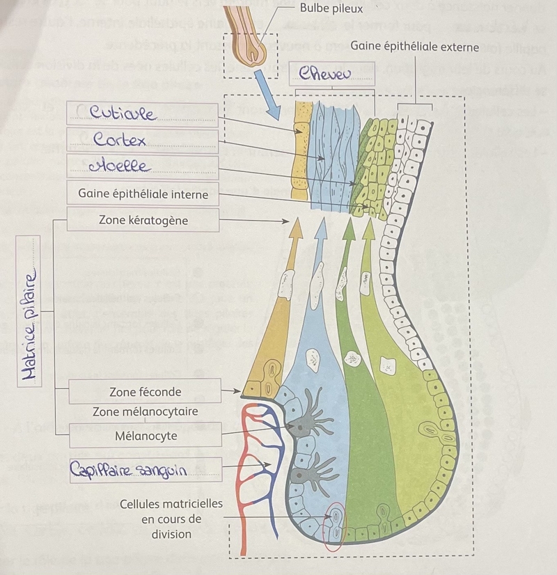 schema